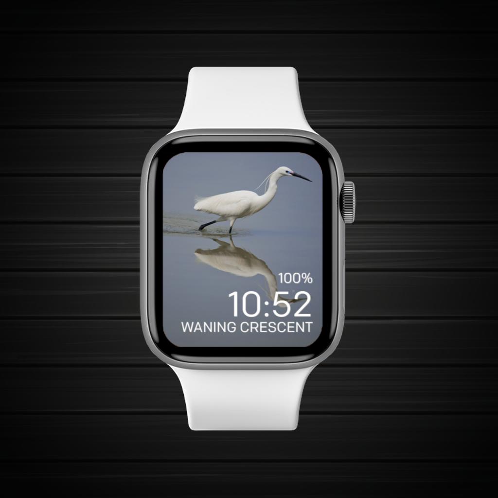 Gray Wild White Wild 